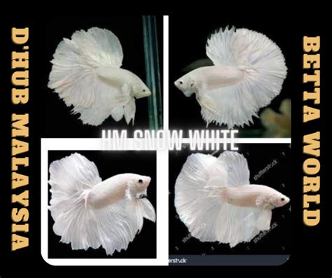 D HUB Halfmoon Snow White Betta Fish Ikan Laga HM Halfmoon Snow White