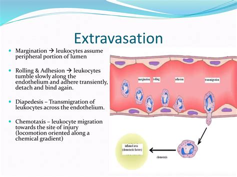 Acute inflammation | PPT