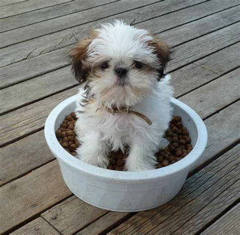 Cane Imperiale Cinese Razza Descrizione Carattere Cuccioli