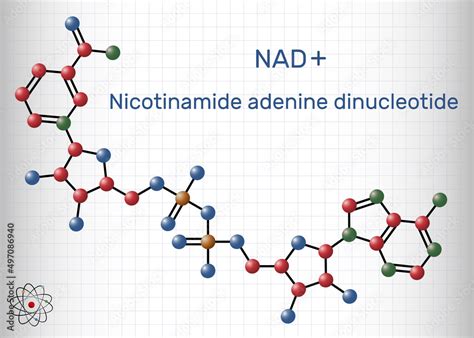 Nicotinamide Adenine Dinucleotide Oxidized Form Nad Coenzyme