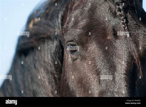 Friesian friesians horse horses hi-res stock photography and images - Alamy