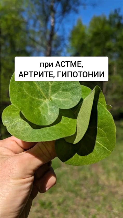 Копытень - при астме, артрите, гипотонии, водянке #травник #травы # ...