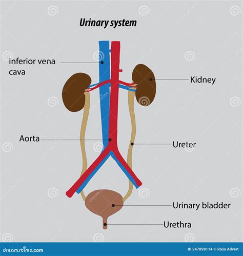 Organizzazione Del Sistema Urinario Umano Anatomia Renale Disegno Vettoriale Del Sistema