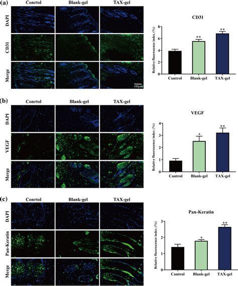 Tax Gel Promoted The Expression Of Cd31 Vegf And Pan Keratin At The Download Scientific