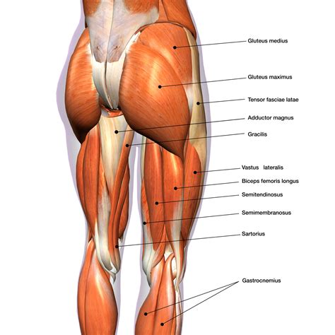 Gluteus Medius Trigger Point