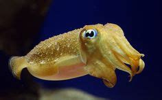 29 Cuttlefish ideas | cuttlefish, cephalopod, sea creatures