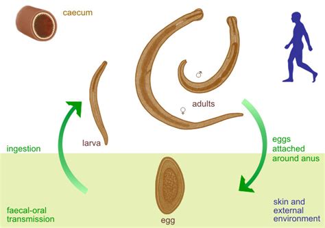 Enterobius Vermicularis Morphology Life Cycle 57 Off