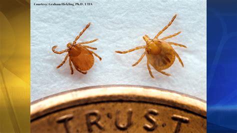 Asian Longhorned Tick Found In Georgia