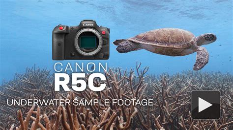 Canon Eos R C Mirrorless Cinema Underwater Camera Review The Digital