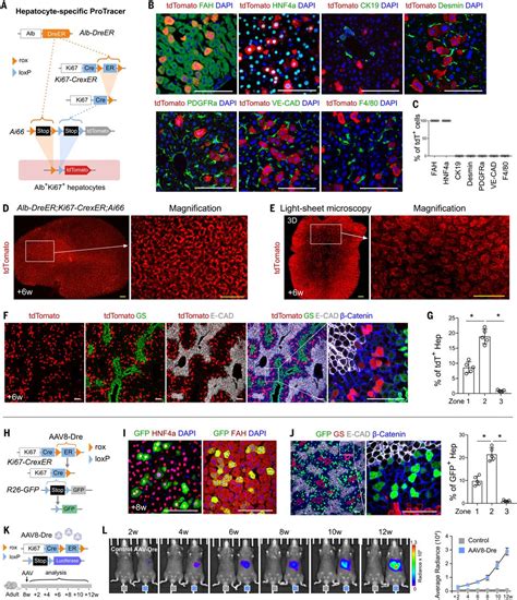 Proliferation Tracing Reveals Regional Hepatocyte Generation In Liver