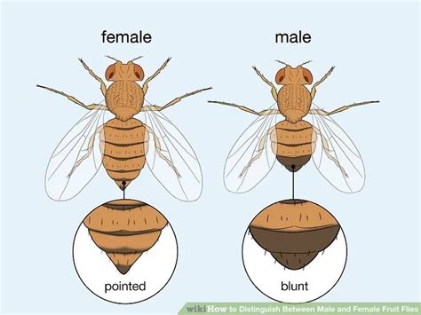 How To Sex Drosophila Melanogaster The Arrogant Scientist