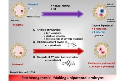 Parthenogenesis | Stimulation, Graphing, Biology