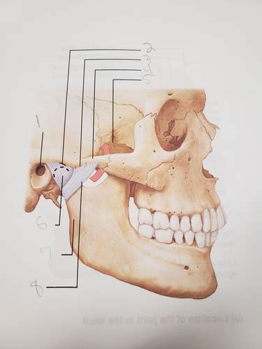 Location Of The Temporomandibular Joint Labeling Flashcards Quizlet