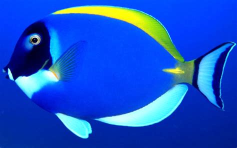 Fish Fishes Underwater Ocean Sea Sealife Nature Wallpapers HD