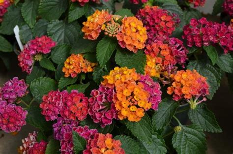 Lantana Camara Hot Pink Lantana From George Didden Greenhouses Inc