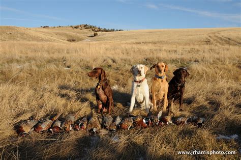 Jim R Harris Photography: Pheasant Hunting in Montana