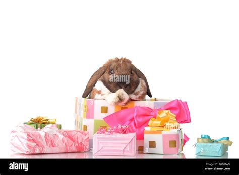 Lop Eared Rabbit In A Gift Box With Pink Bow Isolated On White Stock