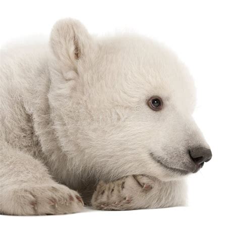 Cachorro Del Oso Polar Maritimus Del Ursus Meses Imagen De Archivo