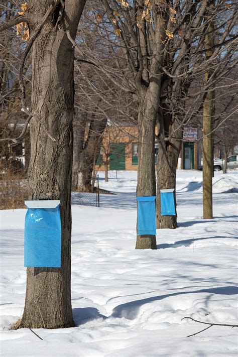 Maple Syrup Production Photograph by Jim West - Pixels