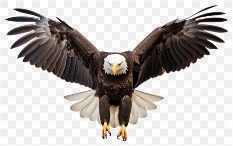 bald eagle png images   png stickers wallpapers