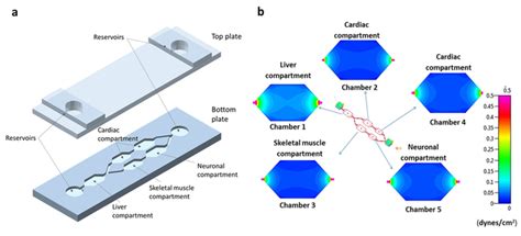 Schematic View Of The Microfluidic Platform Showing The Different Cell