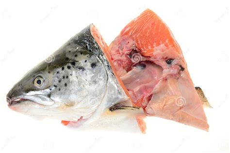 Salmon Fish Head Stock Photo Image Of Slice Ingredient 31008756