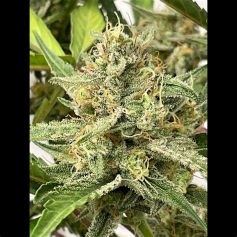 Twenty Genetics Bubble Tricks F Pack Neptune Seed Bank