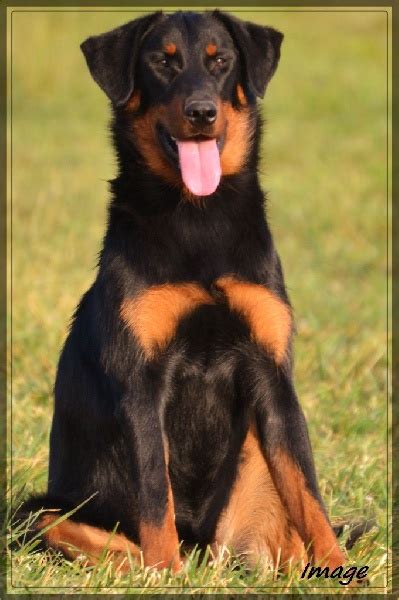 Chien Berger De Beauce Image De La Terre Des Lions