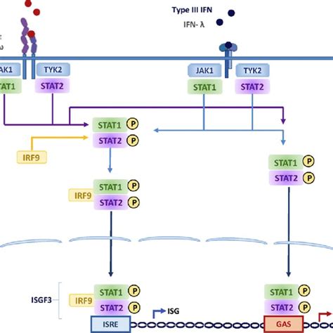 Ifn Signaling Through The Jak Stat Pathway Type I Left Panel And