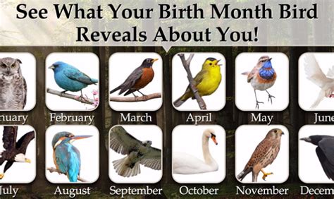 See what your birth month bird reveals about you - The Ghana Guardian News