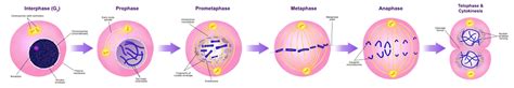 What is the Cell Cycle & Mitosis