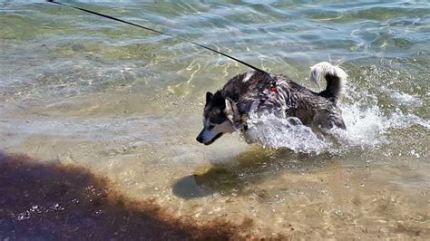 Can Huskies Swim Surprising Facts About Huskies And Water Husky Owner