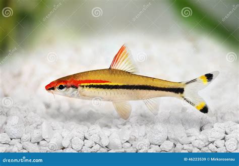 Denisons Barb Roseline Shark Sahyadria Denisonii Red Line Torpedo Barb