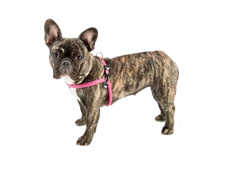 Ferplast Ham Agila Sport Fuchsia Petshop Online Petmagazin Ro