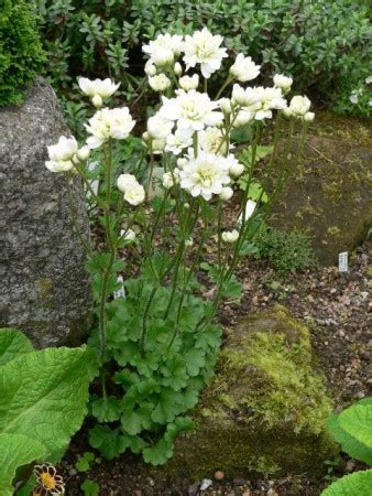 Saxifraga Granulata Flpl Skalni Ky Jundrov