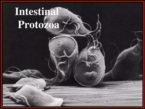 Ppt Intestinal` Protozoa Powerpoint Presentation Free Download Id9708629