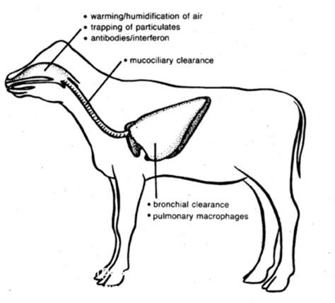 Bovine Respiratory Disease Complex Flashcards Quizlet