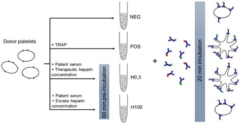 Biomedicines Free Full Text An Optimized And Standardized Rapid