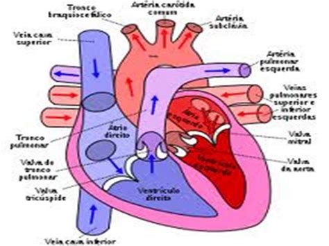 Sobre A Estrutura Do Sistema Cardiovascular é Correto Afirmar Que