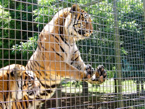 Zoo Animals In Captivity