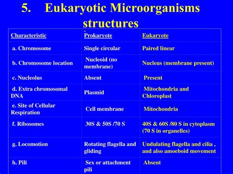 PPT BIODIVERSITY I BIOL 1051 What Are Eukaryotic Microorganisms