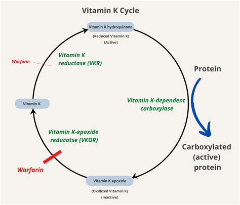 How does vitamin K work in reversing vitamin K antagonists? • The Blood Project