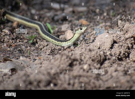 Serpientes En El Suelo Fotograf As E Im Genes De Alta Resoluci N Alamy