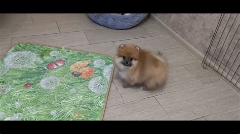 шпицуля - YouTube
