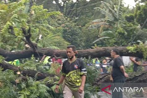 Banyak Pohon Besar Di Bogor Warga Diminta Waspada Angin Kencang Dan