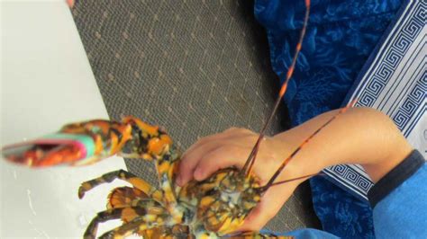 Photos: Rare calico lobster caught