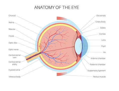 Anatomia Oka Struktura Ludzkiego Oka Infografika Najbardziej Zewn Trzna