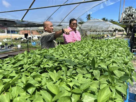 Plot Fertigasi Dimpian Agro Farm By Coach Bahar Tempat Menarik Di