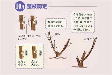 牡丹の栽培方法・剪定方法 牡丹苗販売｜正月牡丹販売｜中村農園｜島根県松江市大根島