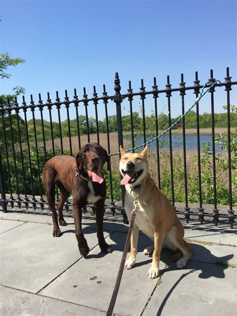 5 Dog Friendly Parks In The Nyc Area